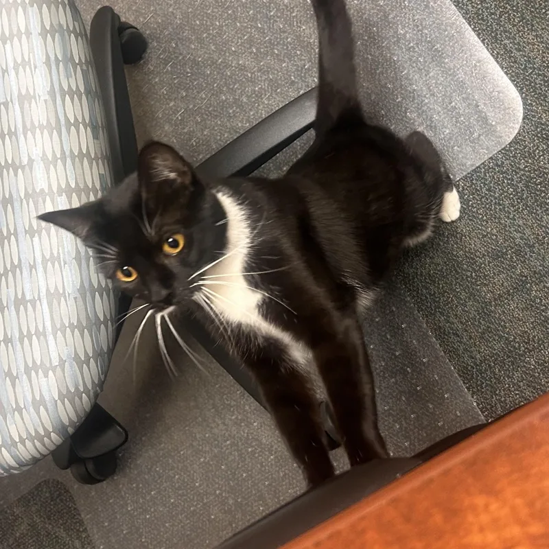 A young medium-sized female Black & White / Tuxedo Domestic Short Hair cat named Mustache for adoption in Beltsville, MD