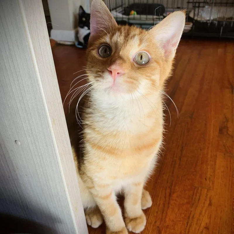 A young medium-sized male Tabby (Orange / Red) Domestic Short Hair cat named Issac for adoption in Buffalo, NY