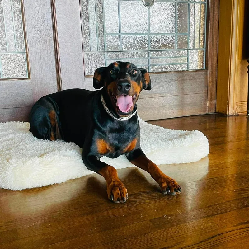 An adult large-sized female Black Doberman Pinscher dog named Ramona for adoption in Boerne, TX