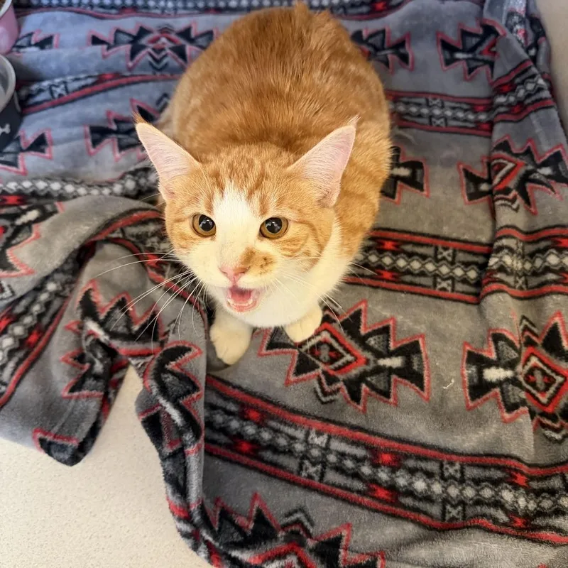 A young medium-sized female Domestic Short Hair cat named Zinnia for adoption in Rifle, CO
