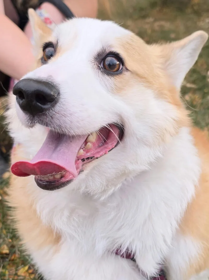 A young medium-sized male Corgi dog named Webley for adoption in Denver, CO