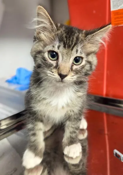 A baby small-sized male Domestic Short Hair cat named Wormy for adoption in Fresno, CA