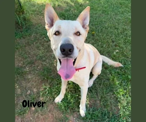 An adult large-sized male Apricot / Beige Labrador Retriever dog named Oliver for adoption in Shreveport, LA