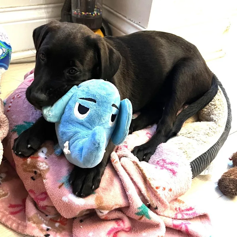 A baby medium-sized female Black Retriever dog named Dragon for adoption in South Elgin, IL