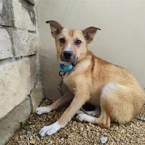 An adult medium-sized female Yellow / Tan / Blond / Fawn Mixed Breed dog named Pride for adoption in Bentonville, AR