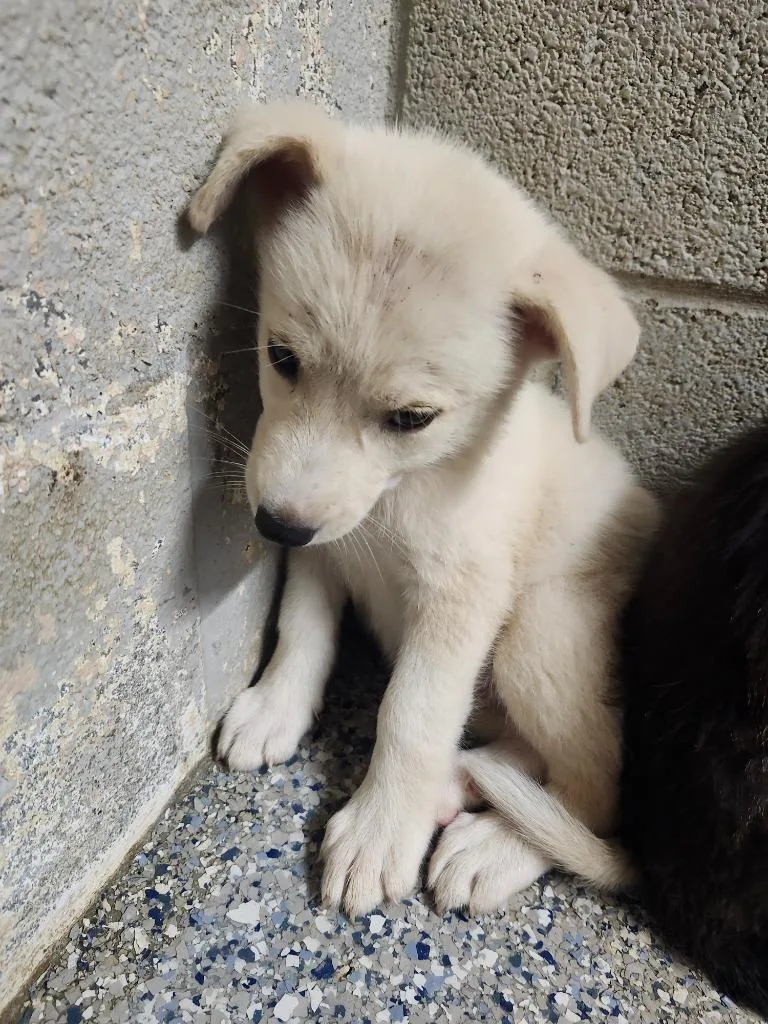 A baby medium-sized female Shepherd dog named Gleam for adoption in Athens, AL