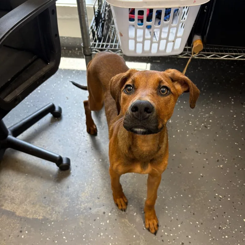 A baby medium-sized female Brown / Chocolate Mixed Breed dog named Patrica for adoption in Columbiana, AL