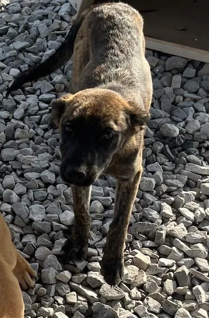 A young medium-sized female Black Shepherd dog named Kauai for adoption in New Roads, LA