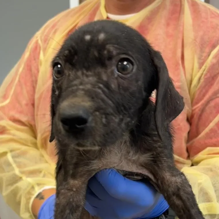 A baby small-sized female Black Mixed Breed dog named Sora for adoption in Marshall, TX