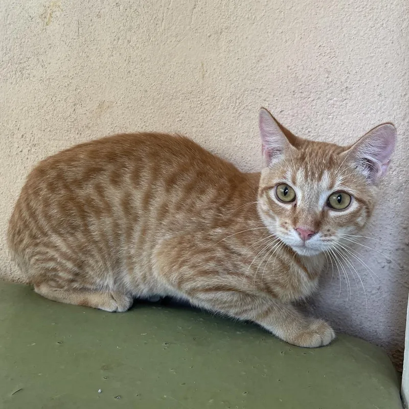 A baby medium-sized male Orange / Red Domestic Short Hair cat named Tigger for adoption in Laredo, TX