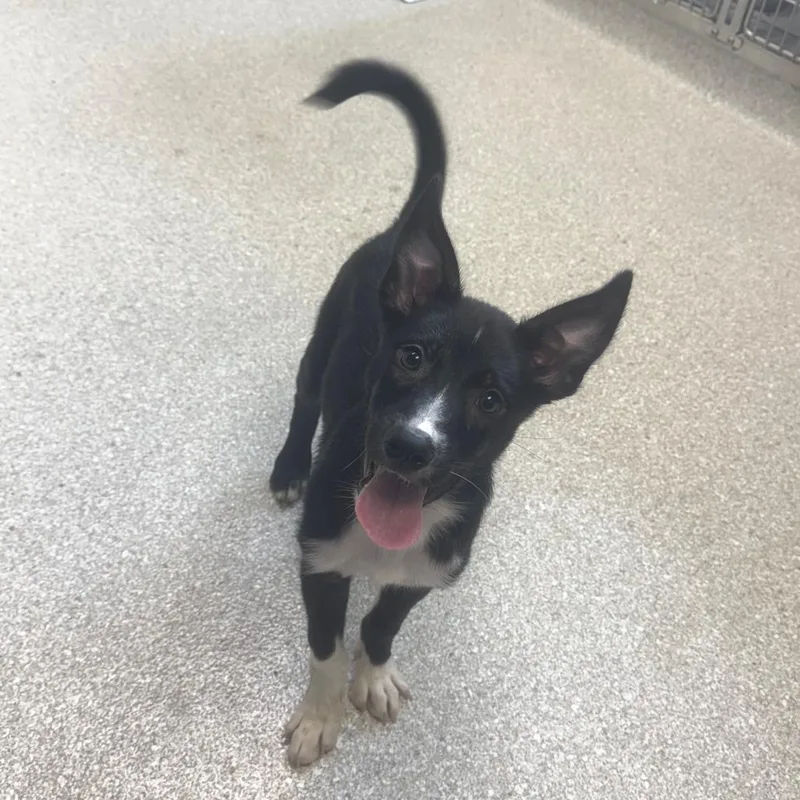 A young large-sized female Black Shepherd dog named Bingo for adoption in Kansas City, KS