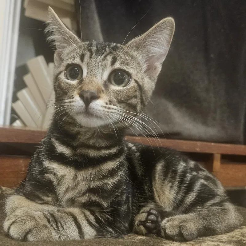 A baby small-sized male Brown / Chocolate Domestic Short Hair cat named Charon for adoption in Los Angeles, CA