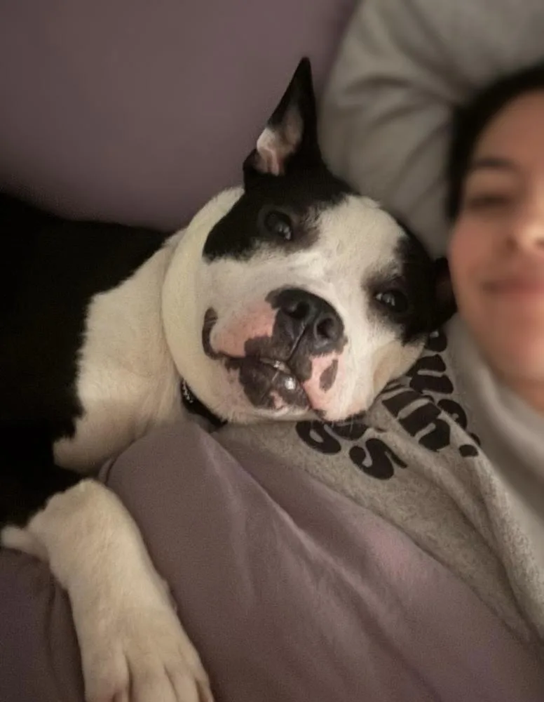 A young medium-sized male Tricolor (Brown, Black, & White) Pit Bull Terrier dog named New Jersey Oriole for adoption in New York, NY