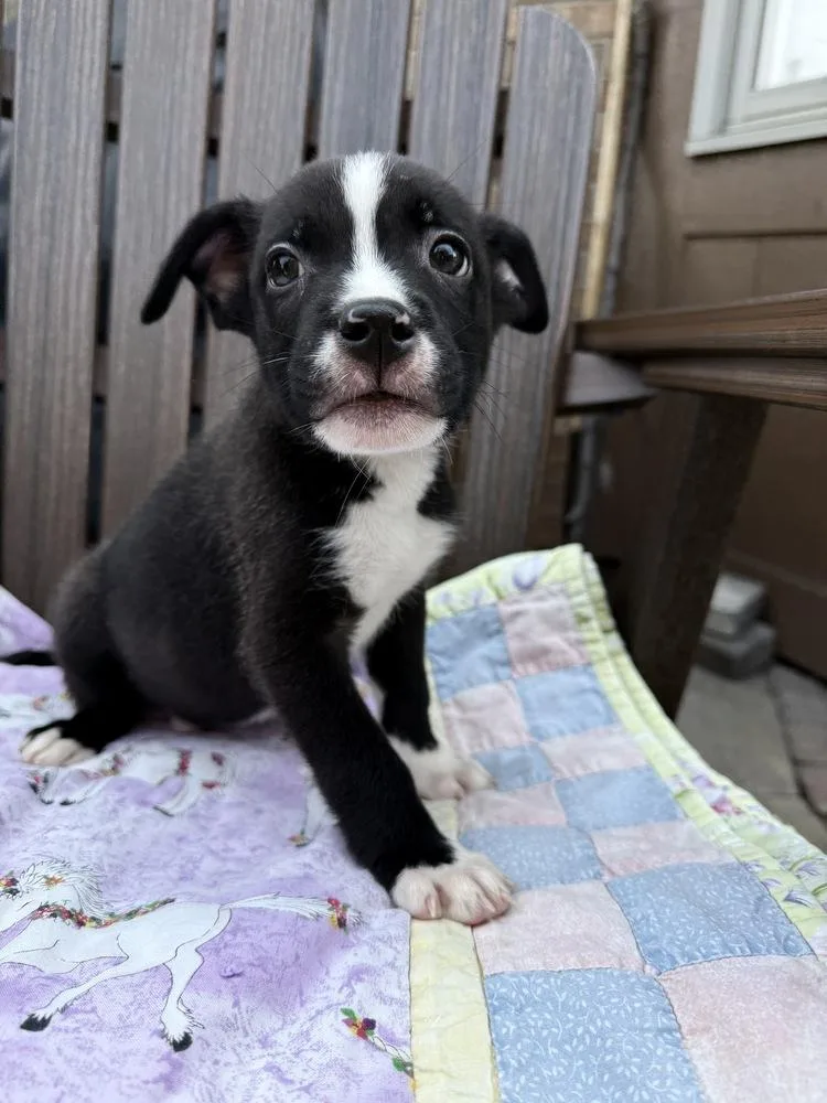 A baby medium-sized male Tricolor (Brown, Black, & White) Collie dog named Firecracker for adoption in Clinton Township, MI