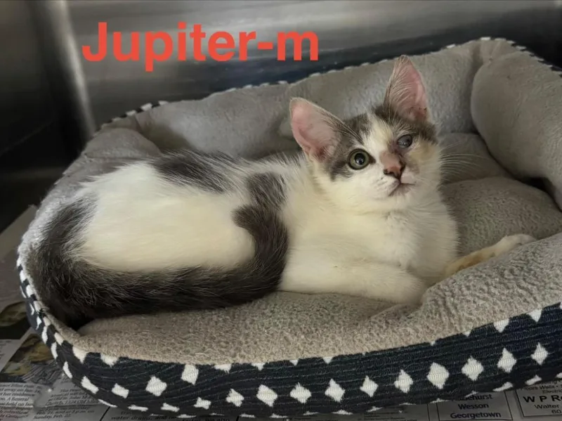 Jupiter