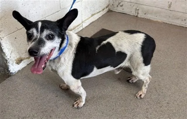 An adult small-sized male Chihuahua dog named Hamilton for adoption in San Bernardino, CA