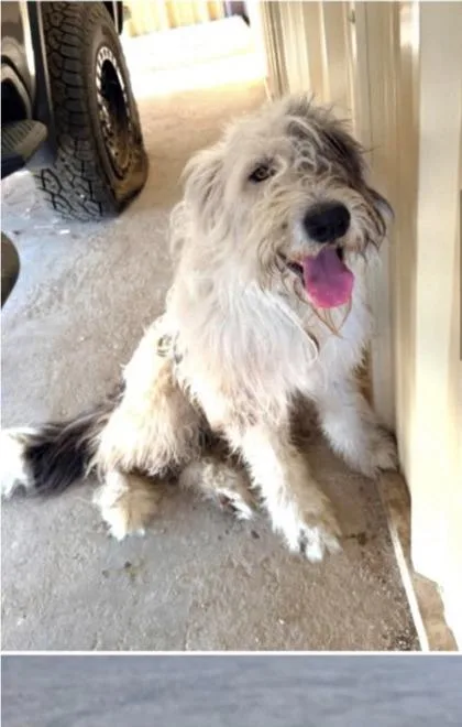 An adult large-sized male Old English Sheepdog dog named Shaggy for adoption in Morton Grove, IL