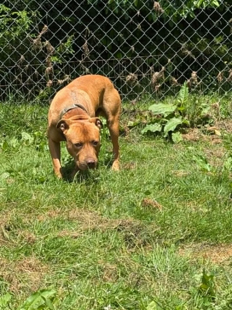 An adult large-sized male Pit Bull Terrier dog named Dexter for adoption in Fayetteville, WV