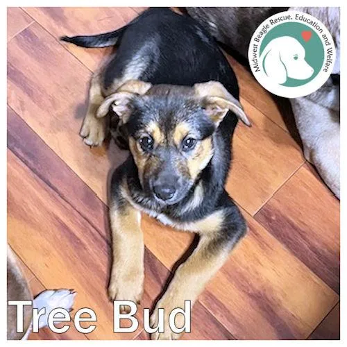 A baby medium-sized male Black Beagle dog named Tree Bud for adoption in Wadsworth, IL