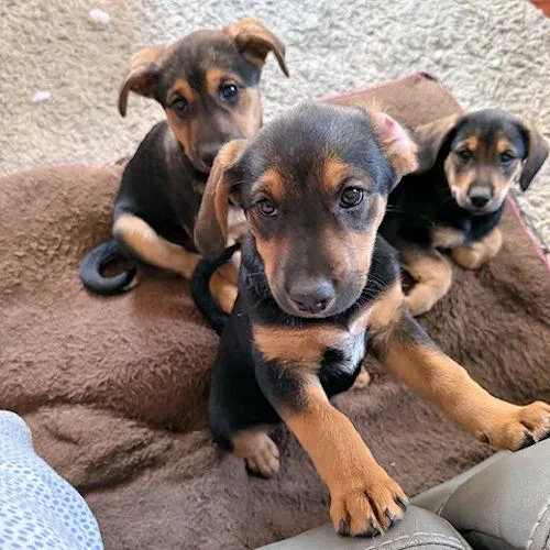 Tree Bud thumbnail 4