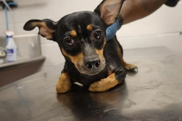 An adult small-sized male Mixed Breed dog named Mika for adoption in Columbia, SC