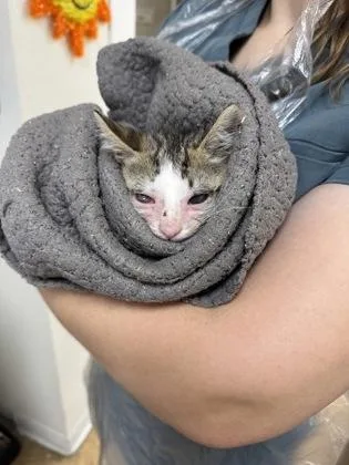 A young small-sized male Domestic Short Hair cat named Scrappy for adoption in San Antonio, TX