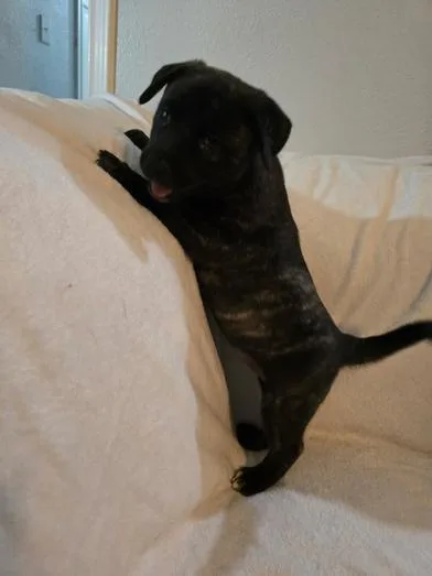 A baby medium-sized female Black Dutch Shepherd dog named Luna for adoption in Liverpool, TX