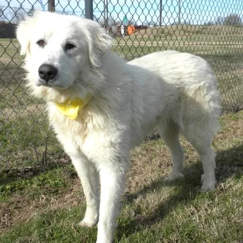 An adult large-sized female White / Cream Mixed Breed dog named Vanilla for adoption in Jeffersonville, IN
