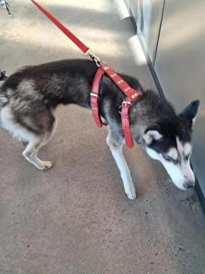 An adult medium-sized male Mixed Breed dog named Tito for adoption in West Chester, PA