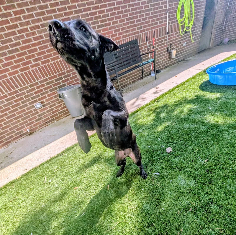 A baby medium-sized male German Shepherd Dog dog named Magnum for adoption in Mount Juliet, TN