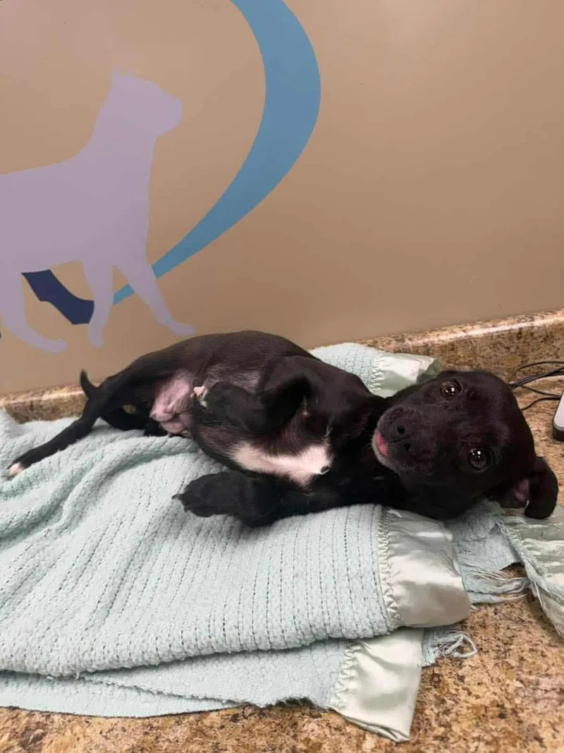An adult medium-sized female Dachshund dog named Melanie for adoption in Blackwood, NJ