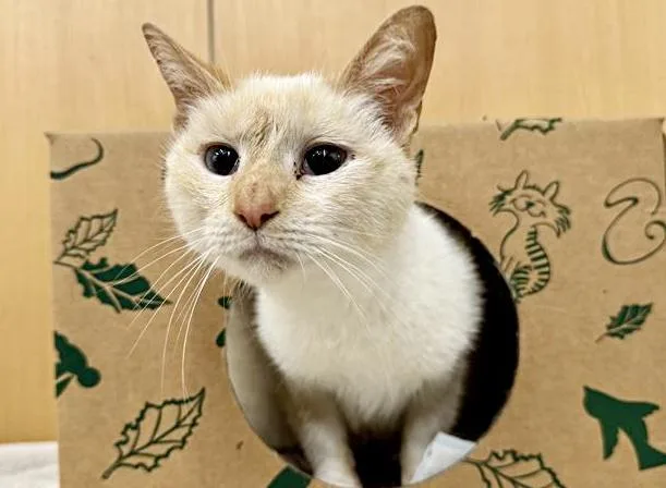 A young small-sized female Domestic Short Hair cat named Sweetie Pie for adoption in Saint Louis, MO