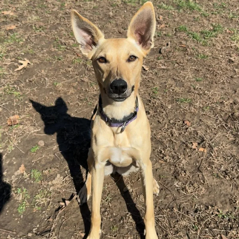 Daisy Mae thumbnail 2