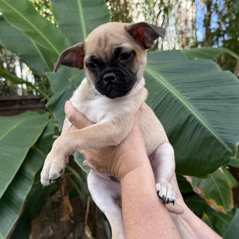 Dior Dog thumbnail 2