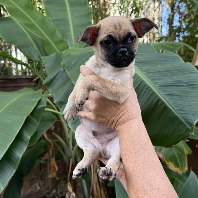 Dior Dog thumbnail 3