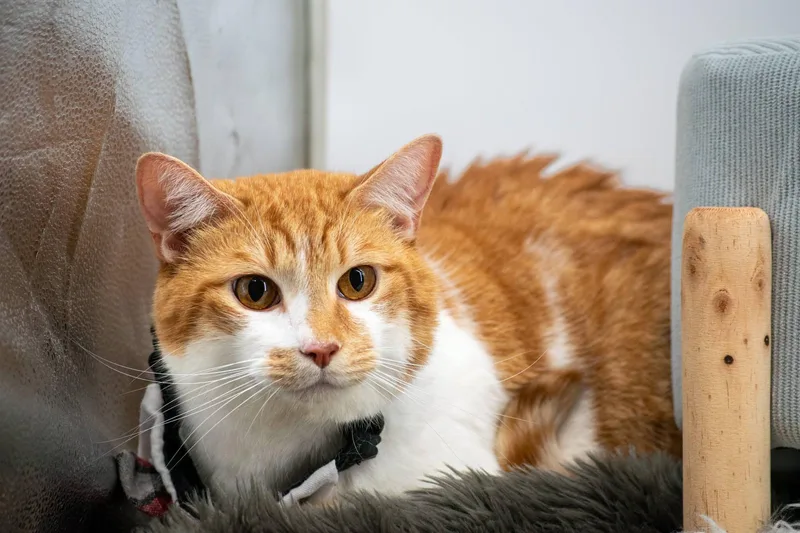 An adult large-sized male Tabby (Orange / Red) Domestic Short Hair cat named Alvin for adoption in Sevierville, TN