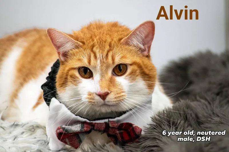Alvin thumbnail 4