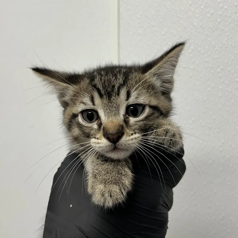 A baby small-sized female Brown / Chocolate Domestic Short Hair cat named Heathcliff for adoption in Abilene, TX