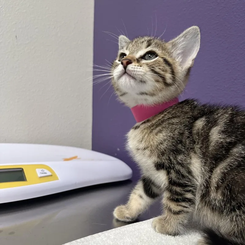 A young medium-sized female Brown / Chocolate Domestic Short Hair cat named Regina for adoption in Englewood, FL