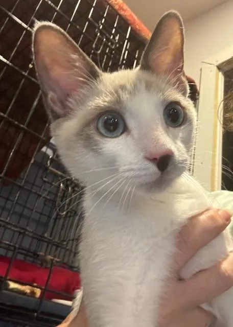 Fiordaliso—fiv+ thumbnail 2