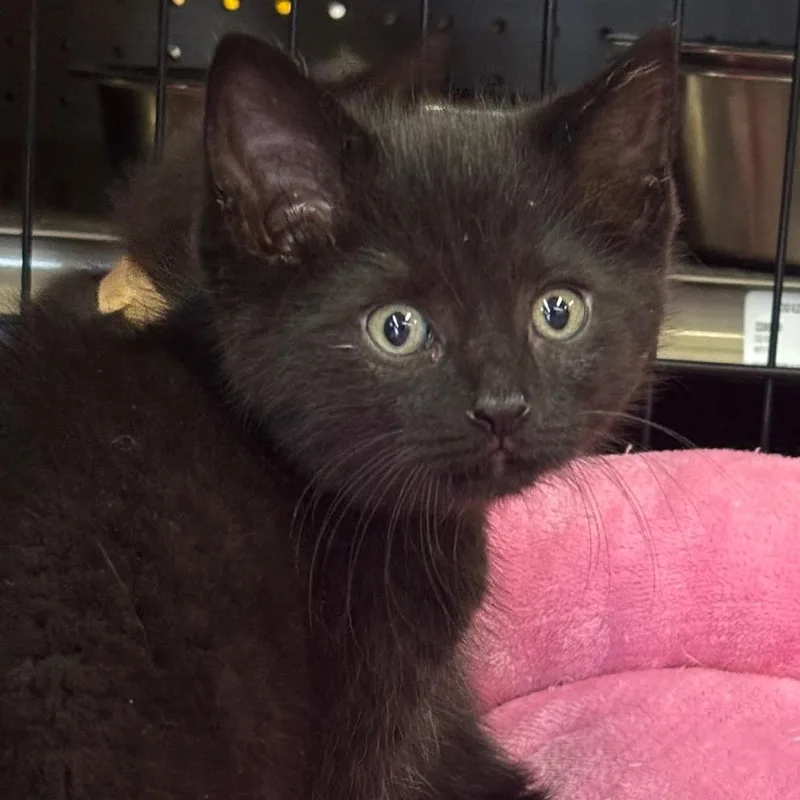 A baby small-sized male Black Domestic Short Hair cat named Orange Julius for adoption in La Grange, KY