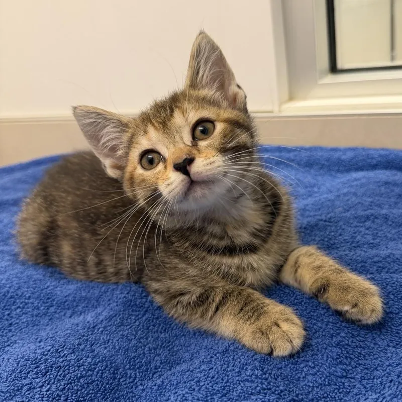 A baby small-sized female Brown / Chocolate Domestic Short Hair cat named Claudia for adoption in New York, NY