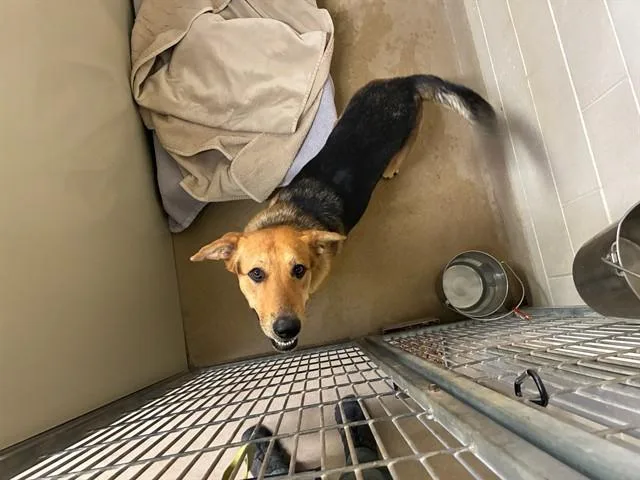 A young medium-sized male German Shepherd Dog dog named Chuck for adoption in Santa Maria, CA