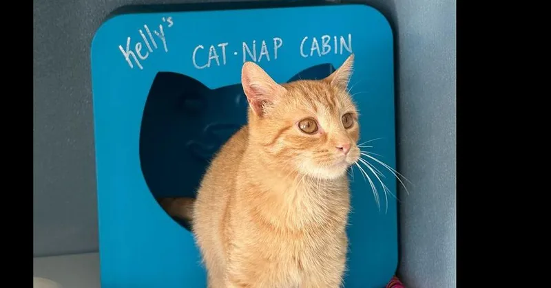 An adult medium-sized male Domestic Short Hair cat named Waffle Cone for adoption in Milltown, NJ