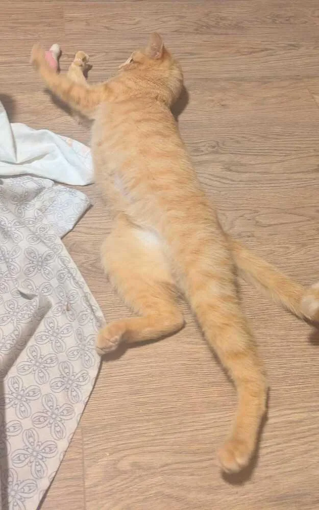 Waffle Cone thumbnail 2