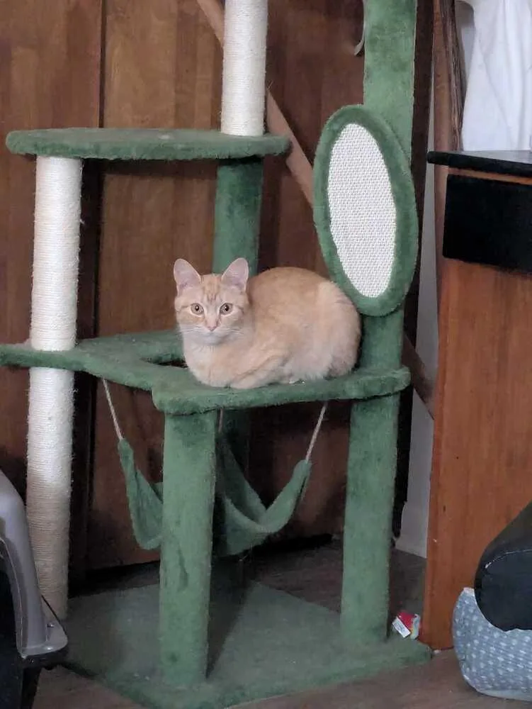 Waffle Cone thumbnail 3