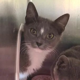 A young medium-sized male Domestic Short Hair cat named Dewy for adoption in Cumming, GA