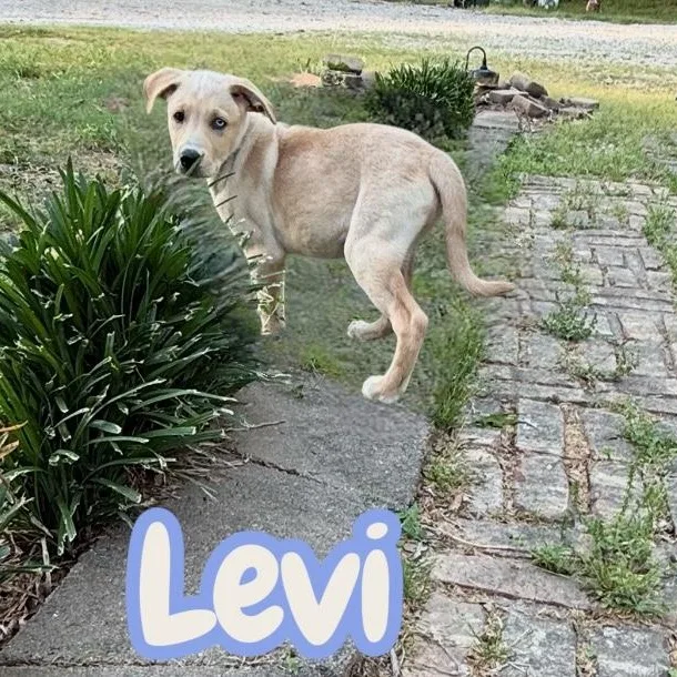 A baby medium-sized male Yellow / Tan / Blond / Fawn Labrador Retriever dog named Levi for adoption in Hatfield, PA
