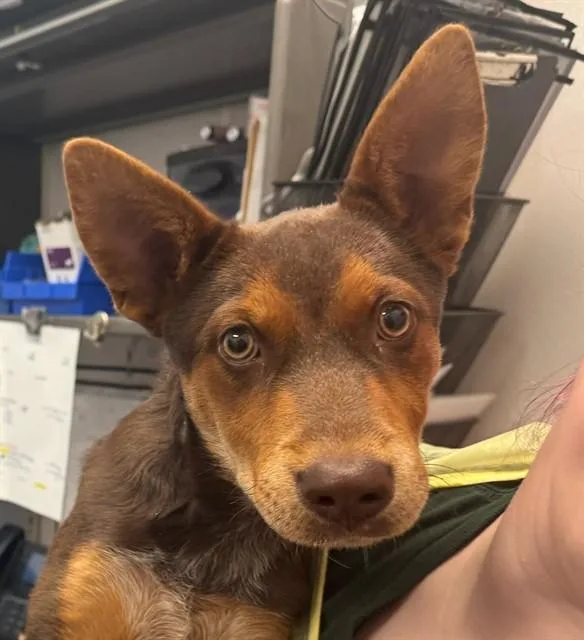 A young small-sized female Australian Kelpie dog named Baby Girl for adoption in Tucson, AZ