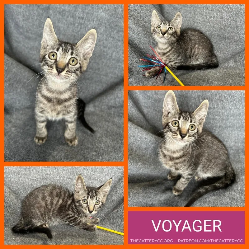 Voyager